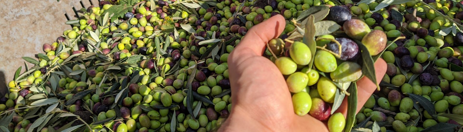 Tag: <span>olive peranzana</span>